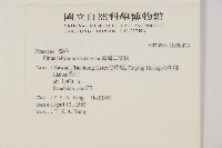 臺灣二葉松藏品圖，第2張