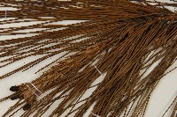 臺灣二葉松藏品圖，第3張