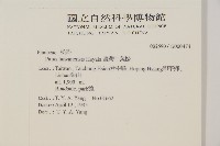 臺灣二葉松藏品圖，第2張