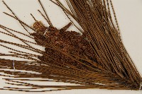 臺灣二葉松藏品圖，第3張