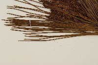 臺灣二葉松藏品圖，第4張