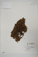 香青藏品圖，第1張