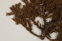 香青藏品圖，第4張