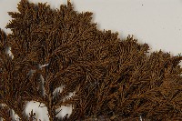 香青藏品圖，第5張