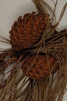 雲南松藏品圖，第3張