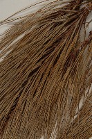 雲南松藏品圖，第4張