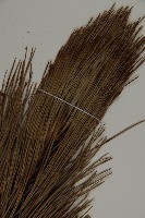 雲南松藏品圖，第5張