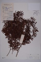 臺灣紅豆杉藏品圖，第1張