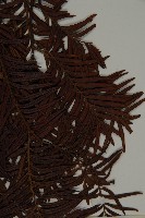 臺灣紅豆杉藏品圖，第3張