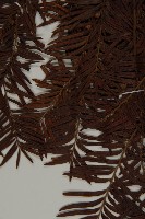 臺灣紅豆杉藏品圖，第4張