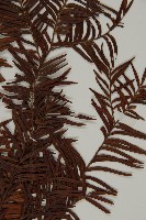 臺灣紅豆杉藏品圖，第5張