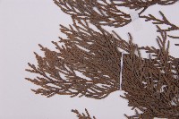 柏木、柏樹藏品圖，第3張