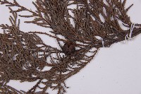 柏木、柏樹藏品圖，第5張