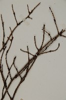 南方鐵杉藏品圖，第3張