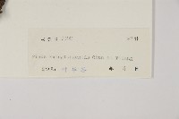 華南五針松藏品圖，第2張