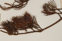 華南五針松藏品圖，第4張