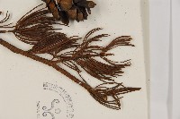 華南五針松藏品圖，第5張