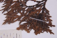 福建柏藏品圖，第3張