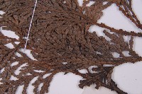 福建柏藏品圖，第4張