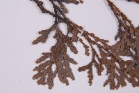 福建柏藏品圖，第5張