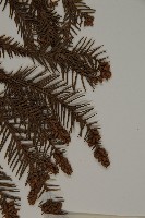 柳杉藏品圖，第3張