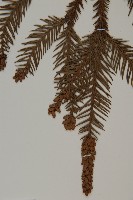 柳杉藏品圖，第4張