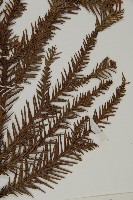 柳杉藏品圖，第5張