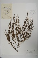 柏木、柏樹藏品圖，第1張