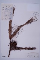 雲南松藏品圖，第1張