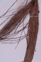 雲南松藏品圖，第4張