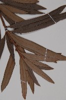 百日青藏品圖，第3張