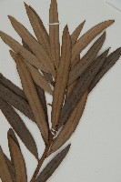 百日青藏品圖，第4張