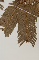 篦子三尖杉藏品圖，第5張