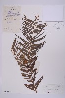 三尖杉藏品圖，第1張