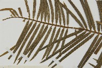 三尖杉藏品圖，第3張