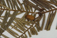 三尖杉藏品圖，第4張