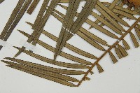 三尖杉藏品圖，第5張