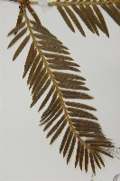 篦子三尖杉藏品圖，第4張