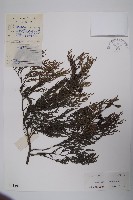 柏木、柏樹藏品圖，第1張