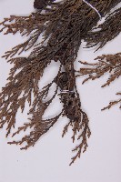 柏木、柏樹藏品圖，第3張