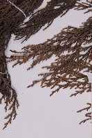 柏木、柏樹藏品圖，第4張