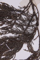 柏木、柏樹藏品圖，第5張