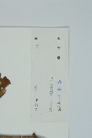 銀杏藏品圖，第2張