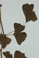 銀杏藏品圖，第3張