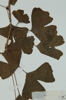 銀杏藏品圖，第4張