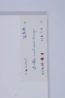 買麻藤藏品圖，第2張