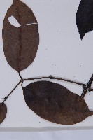 買麻藤藏品圖，第3張