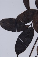 買麻藤藏品圖，第4張