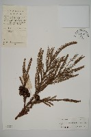 柳杉藏品圖，第1張