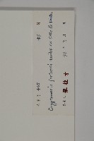 柳杉藏品圖，第2張